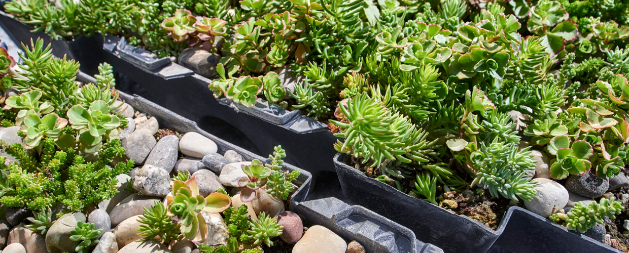 green roofs South Africa